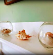 A seashell and 2 glass jars sit on a mantle